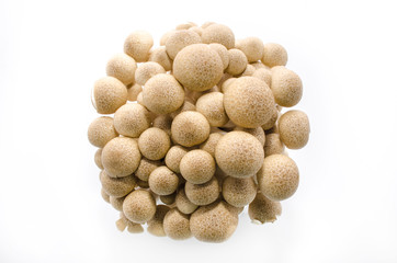 fresh mushroom champignon isolated on white background