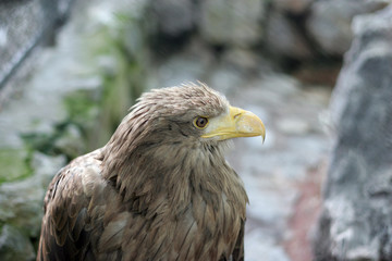 eagle