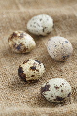 Obraz premium Quail eggs