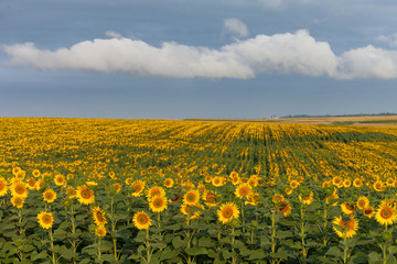Land with sunflowers with white clouds