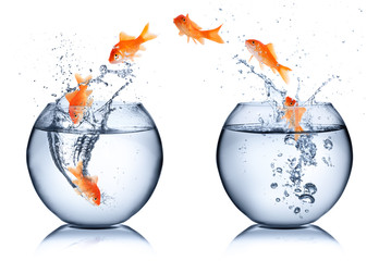 goldfish - change concept - isolated