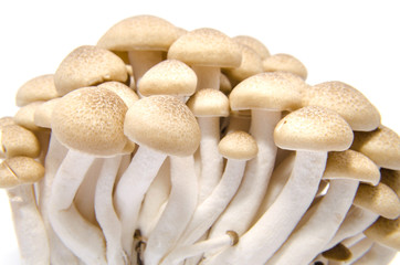 fresh mushroom champignon isolated on white background