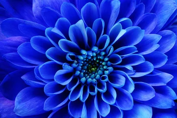 Photo sur Plexiglas Fleurs Macro d& 39 aster fleur bleue