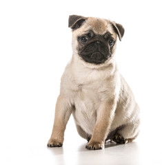 Fototapeta premium pug