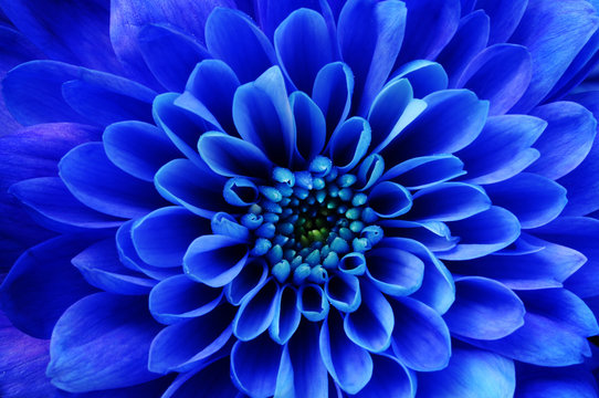 Macro of blue flower aster