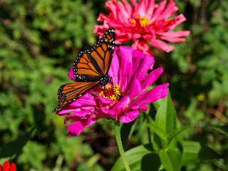 Obraz premium Butterfly Zinnia-1