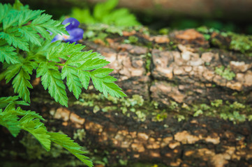 Plant's leaf on the tree barn