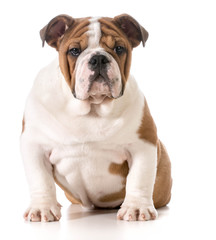 Obraz na płótnie Canvas english bulldog puppy