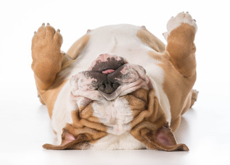 dog sleeping