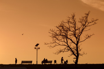 Romantic Couple on a Bench on sunset under a tree