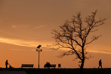 Romantic Couple on a Bench on sunset under a tree