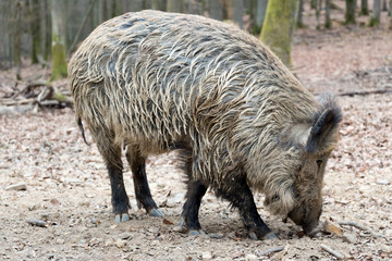 Wild Boar Sow Portrait 2