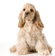 cocker spaniel puppy