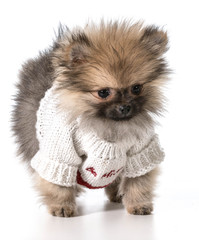 Obraz premium valentine's day puppy