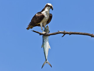 Osprey (Sea Hawk) with fish