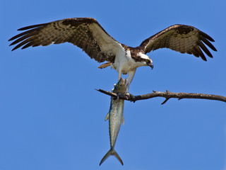 Osprey (Sea Hawk) with fish and open wings