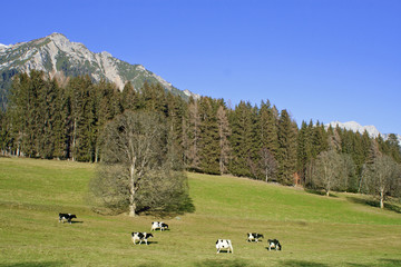 Fototapeta na wymiar Kuhherde - Ramsau am Dachstein