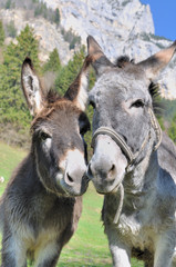 Fototapeta premium portrait de deux ânes côte à côte