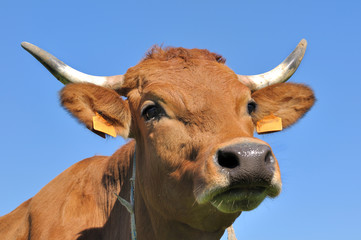 portrait vache tarine