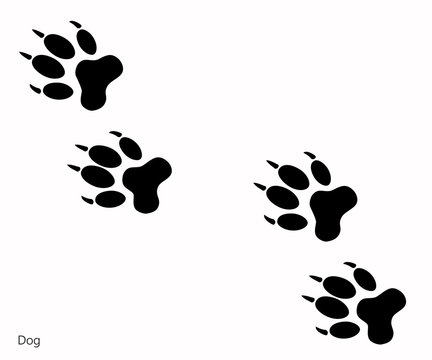 Animal footprints, Dog