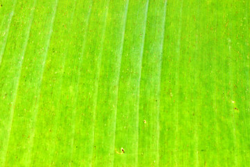 green banana dried leaf disease background