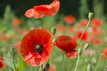 Obraz premium czerwone maki