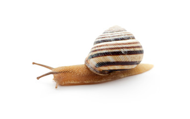 snail