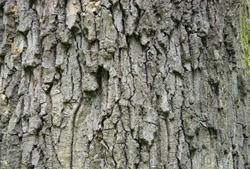 Tree bark