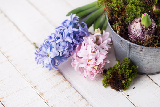 Postcard with fresh hyacinthes