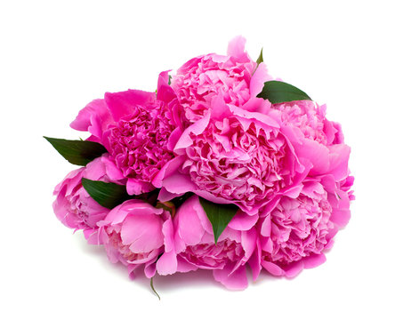 Fototapeta bunch of pink peonies isolated on white background