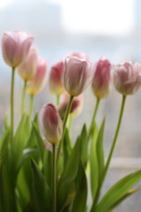 букет тюльпанов