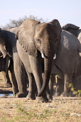Fototapeta na wymiar Słoń stwarzające 1. Etosha Namibia