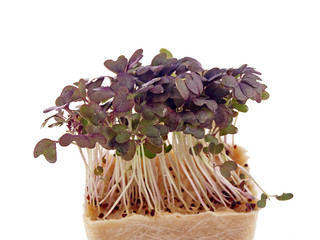 red mustard