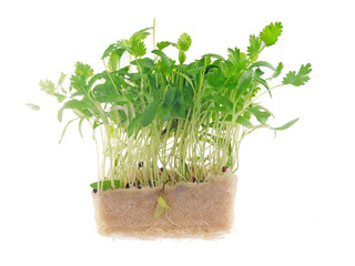 cress as ingredient & garnish for savoury dishes