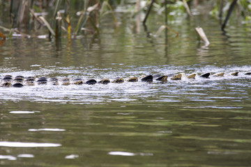 Croc-tail. Cairns Australia