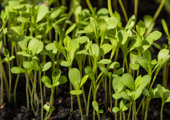 Seedlings