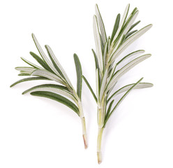 rosemary herb spice leaves isolated on white background cutout