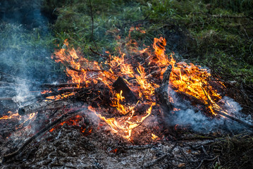 campfire in forest