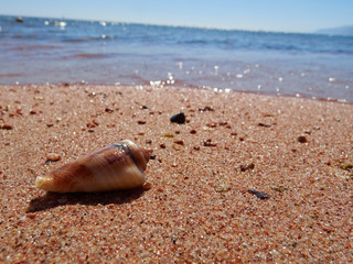 shell on beach
