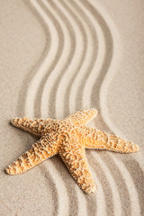 Fototapeta na wymiar Starfish lying on the sand
