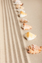Fototapeta na wymiar Stripe of seashells lying on the sand