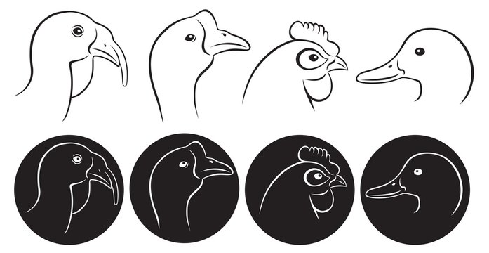 poultry