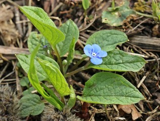 Frühlings-Nabelnüsschen (Omphalodes verna)