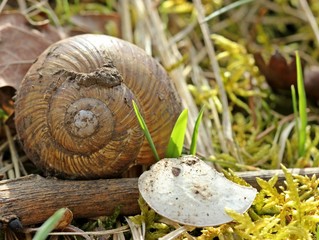 Weinbergschnecke nach der Winterruhe