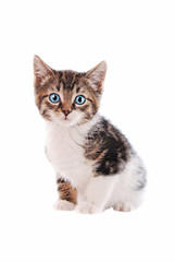 Obraz premium White and Brown tabby cat with blue eyes
