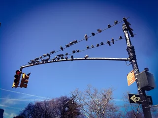 Tuinposter Birds sunbathing at the traffic light © Topanga