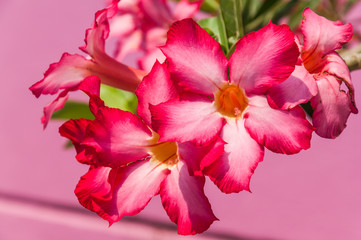 Desert Rose on pink background