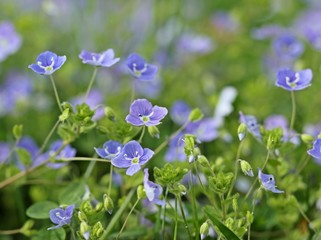 Veronica filiformis (Faden-Ehrenpreis)