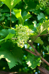 branch of ripening grapes
