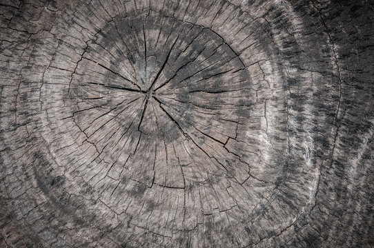 grunge tree trunk texture